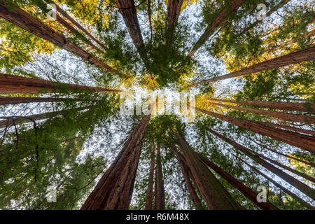 Giant Redwoods nel Muir Woods National Monument vicino a San Francisco, California, Stati Uniti d'America Foto Stock