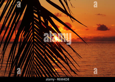 Un tramonto dietro palme in riva al mare Foto Stock