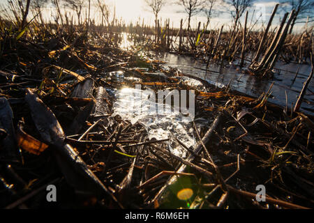 Close up di un invaso agricoltura campo di stoppie nei Paesi Bassi con retroilluminazione e congelati elementi di ghiaccio Foto Stock