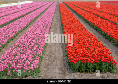 Walkiing percorso attraverso un campo di tulipani colorati in una giornata di sole a primavera nei Paesi Bassi, Holland nei polder olandesi Foto Stock