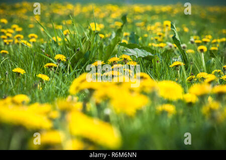 Vasto campo con un sacco di giallo fioritura di tarassaco nell'erba verde. Quantità infinita di primavera bloomers in un prato durante la primavera Foto Stock