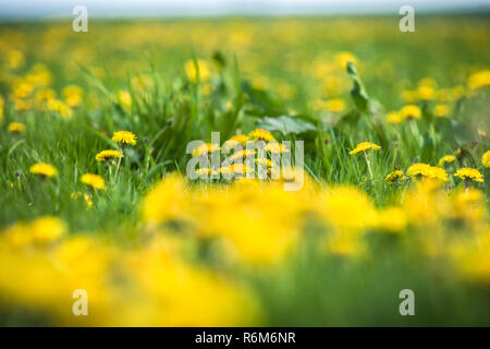 Vasto campo con un sacco di giallo fioritura di tarassaco nell'erba verde. Quantità infinita di primavera bloomers in un prato durante la primavera Foto Stock