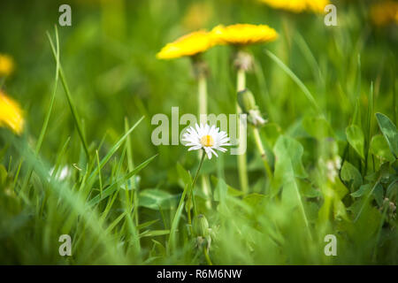 Radiant White daisy nell'erba verde tra il giallo di tarassaco. Fioritura di fiori di primavera in fiore durante la primavera Foto Stock