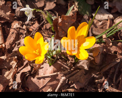 In prossimità dei due orange piccolo fiore di primavera sul suolo della foresta - aconitum arancione Foto Stock