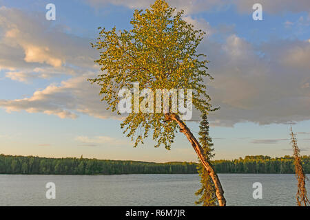 Vacilla Aspen nella luce della sera sul lago Lontra nel Kenai National Wildlife Refuge in Alaska Foto Stock