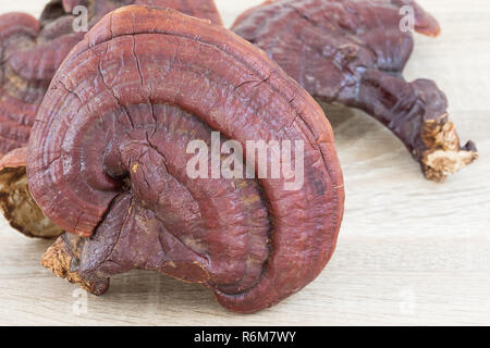 Ganoderma lucidum fungo su legno Foto Stock