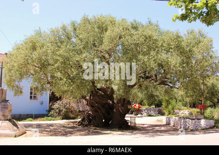 Albero di olivo,circa duemila anni,a exo hora,Grecia,uno dei più antichi alberi in tutto il mondo Foto Stock