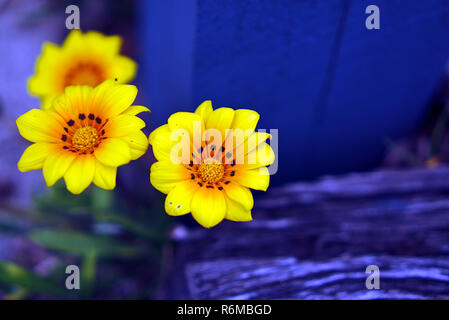 Vista ravvicinata di selvatica piccola fiori giallo Foto Stock