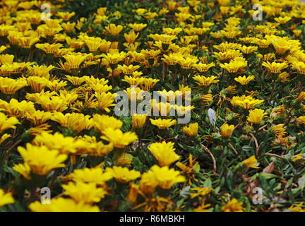 Vista ravvicinata del campo di wild fiori gialli con erba verde tra Foto Stock