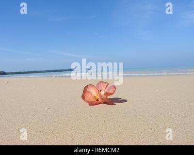 Seashell sulla spiaggia Foto Stock
