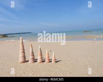 Seashell sulla spiaggia Foto Stock