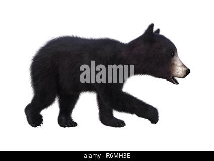 3D Rendering Black Bear Cub su bianco Foto Stock