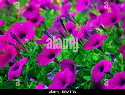 Onda viola nelle petunie bloom fuori University Mall in Tuscaloosa, Alabama, 14 agosto 2009. Foto Stock