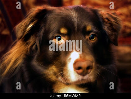 Cowboy, un bambino di cinque anni Pastore australiano cane, è fotografata su un lettino in Columbus, Mississippi, 1 febbraio 2012. Foto Stock