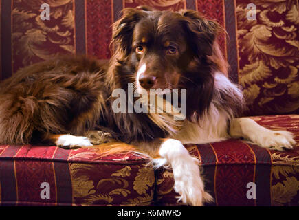 Cowboy, un bambino di cinque anni Pastore australiano cane, è fotografata su un lettino in Columbus, Mississippi, 1 febbraio 2012. Foto Stock