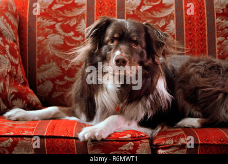 Cowboy, un bambino di cinque anni Pastore australiano cane, è fotografata su un lettino in Columbus, Mississippi, 1 febbraio 2012. Foto Stock