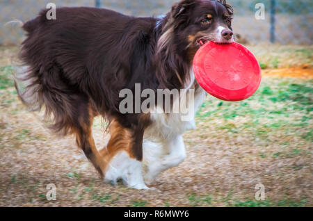 Cowboy, un bambino di cinque anni Pastore australiano, gioca con un rosso, Kong frisbee presso il Parco di corteccia di dog park in Columbus, Mississippi, Feb 21, 2013. Foto Stock