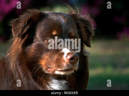 Cowboy, un quattro-anno-vecchio pastore australiano cane, è fotografata al di fuori di azalee nel Mobile, Alabama, 28 marzo 2011. Foto Stock