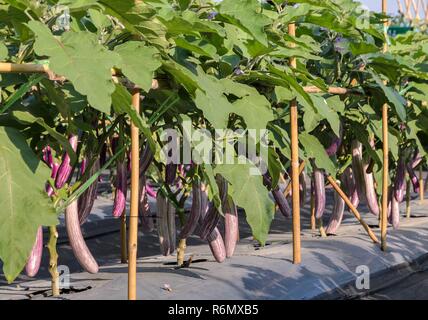 Viola melanzane lunghe sul suo albero Foto Stock