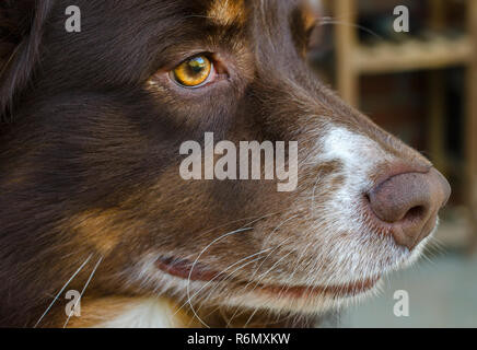 Cowboy, un bambino di sei anni Pastore australiano cane, è raffigurato, 11 aprile 2014. Foto Stock