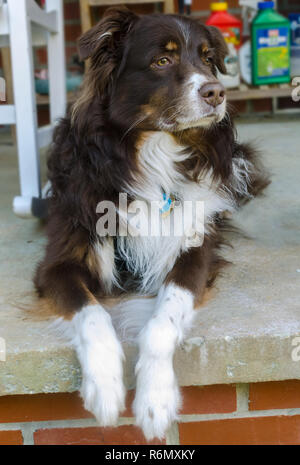 Cowboy, un bambino di sei anni Pastore australiano cane, giace su un portico in Alabama, Aprile 11, 2014. Foto Stock