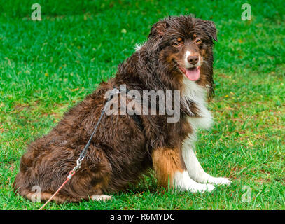 Cowboy, un bambino di sei anni red-tri pastore australiano, raffredda durante un temporale estivo in Coden, Alabama, luglio 19, 2014. Foto Stock