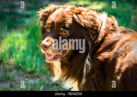 Cowboy, un bambino di sei anni, red tri pastore australiano cane, è raffigurato al di fuori in una giornata di sole in Coden, Alabama. Foto Stock