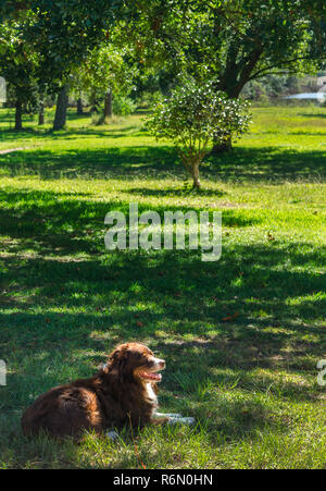 Cowboy, un bambino di sei anni, red tri pastore australiano, stabilisce in erba, Ottobre 4, 2014, in Coden, Alabama. Foto Stock