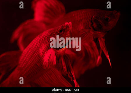 Paio di red siamese fighting fish - Betta splendens. Aquarium pesci che nuotano nella parte anteriore del isolato su sfondo nero. Foto Stock