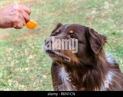 Cowboy, un bambino di cinque anni Pastore australiano, si ottiene una fetta d'arancia come trattare, nov. 12, 2013, in Coden, Alabama. Foto Stock