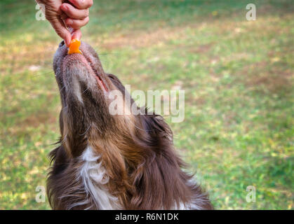 Cowboy, un bambino di cinque anni Pastore australiano, prende un arancione dal suo proprietario la mano, nov. 12, 2013 in Coden, Alabama. Foto Stock