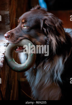 Cowboy, una tre-anno-vecchio pastore australiano, guarda fuori dalla finestra in Columbus, Miss. il 5 febbraio, 2011. (Foto di Carmen K. Sisson/Cloudybright) Foto Stock
