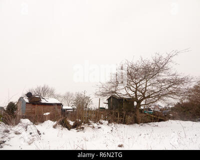 Piccola tettoia in legno albero neve invernale al di fuori campo cielo bianco sullo sfondo della natura Foto Stock