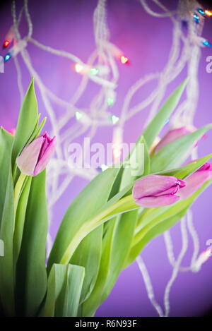 Tulipani rosa su ultra sfondo viola Foto Stock