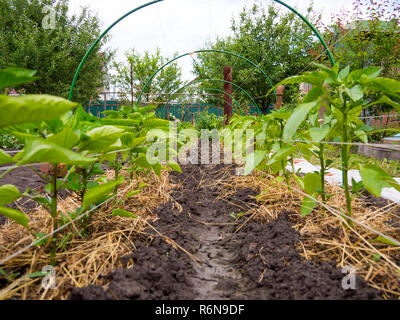 Letto con i giovani i peperoni in un terreno aperto Foto Stock