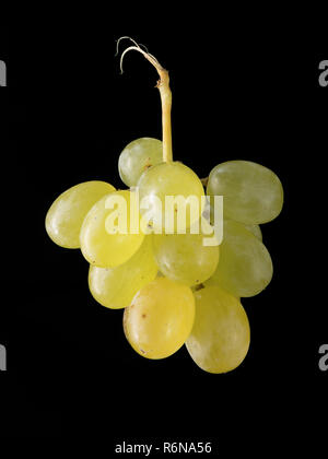 Poco verde grappolo di uva isolati su sfondo nero Foto Stock