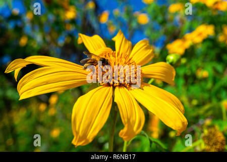 Ape su Tree calendula o Messicana di fiore che sboccia e cielo blu. Foto Stock