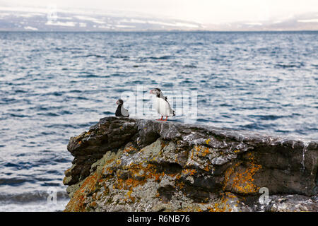 I puffini nell isola di Vigur, Islanda Foto Stock