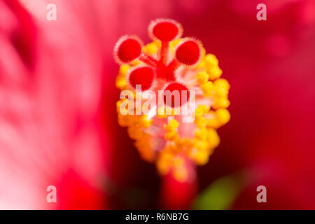 Sfocata verticale sfondo floreale con Hibiskus fiore rosso Foto Stock