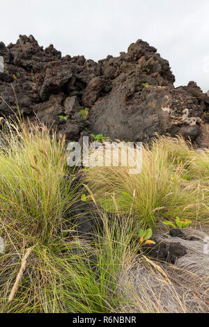 Arido erba cresce tra le rocce vulcaniche nella piscina naturale da Ponta da Ferraria. Foto Stock