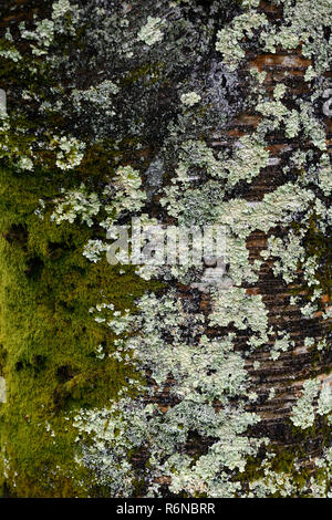 Licheni, muschi, licheni, muschi,grigio, verde, argento,l'albero tronco,corteccia,coperchio,la copertura,giardino,tree salute,l'ambiente,RM floral Foto Stock