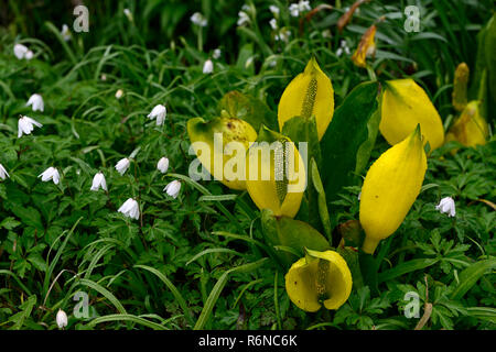 Lysichiton americanus,giallo,Skunk cavolo,Anemone nemorosa ,,Bianco Anemone legno,bianco,fiori,fioritura,bloom,blooming,Molla,piante perenni,bog,l'acqua,aqua Foto Stock