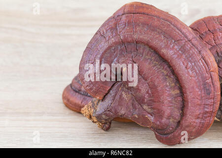 Ganoderma lucidum fungo su legno Foto Stock