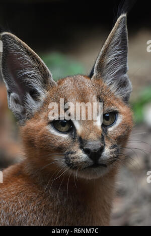 Close up ritratto di baby caracal gattino Foto Stock