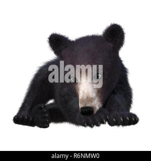 3D Rendering Black Bear Cub su bianco Foto Stock