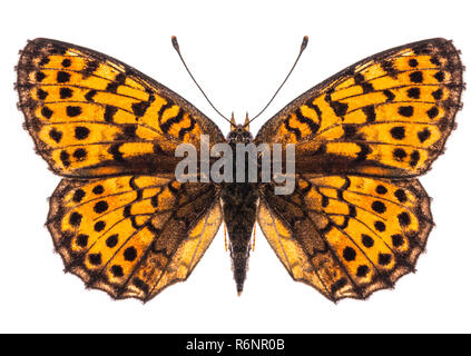 Piccola perla-delimitata fritillary butterfly isolato Foto Stock