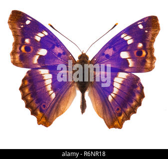 Viola imperatore butterfly isolato Foto Stock