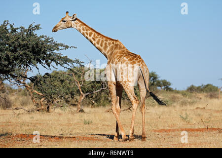 La giraffa in habitat naturali Foto Stock
