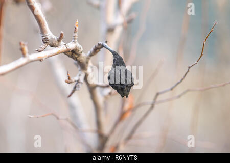 Nero frutta secca di pera rimanente sull'albero fino ad autunno, non raccolto. Foto Stock