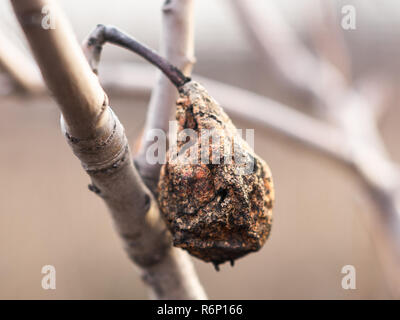 Rosolare la frutta secca di pera rimanente sulla struttura finché inverno, non raccolto. Foto Stock